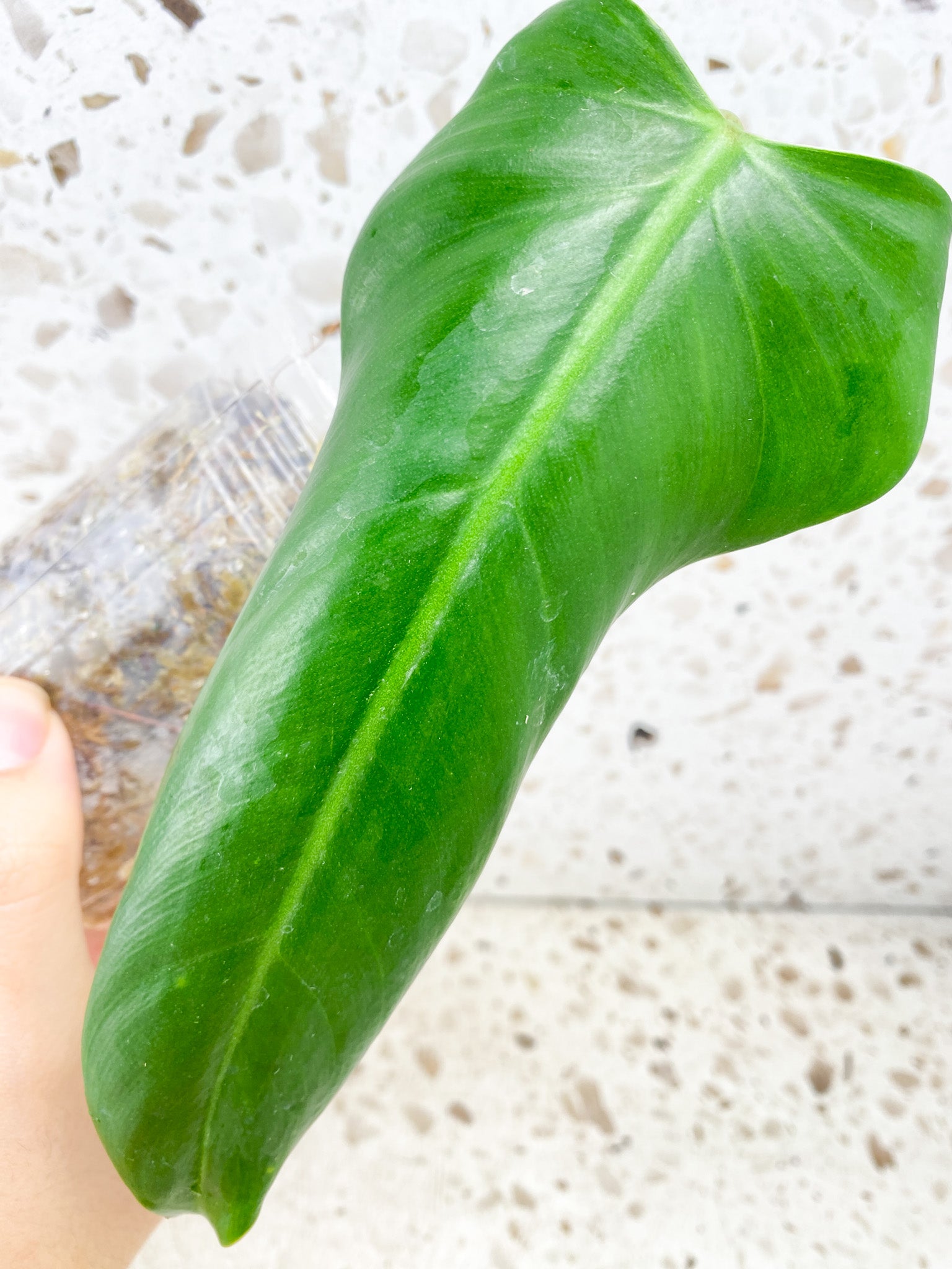 Philodendron Domesticum Variegated 1 leaf (reverted)