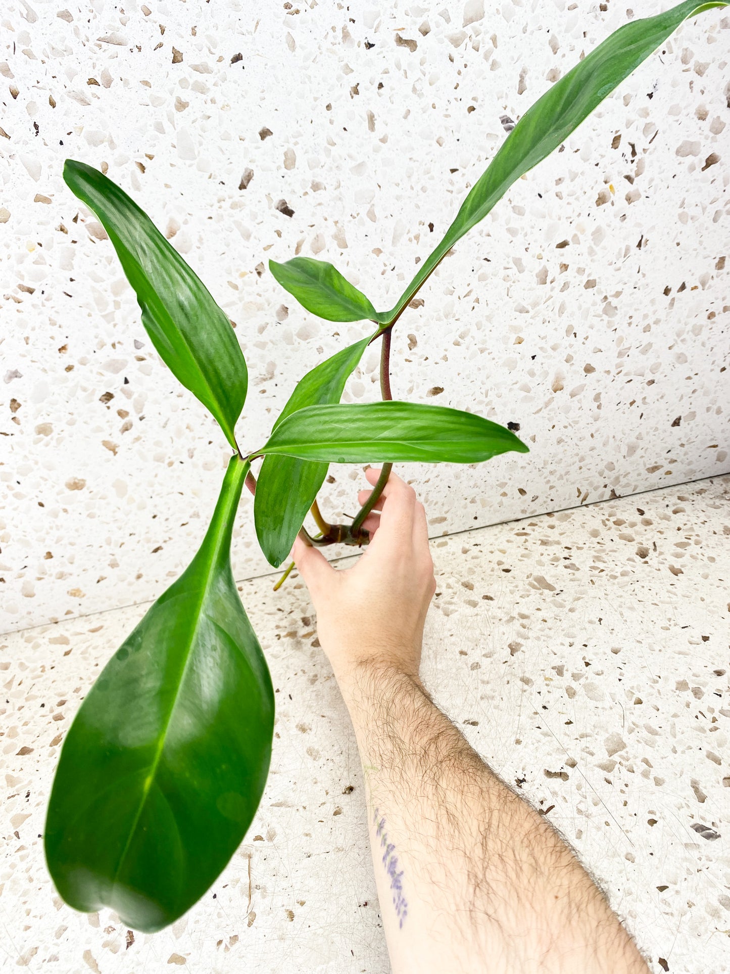 Philodendron 69686 2 leaves 1 shoot top cutting (rooting in water)