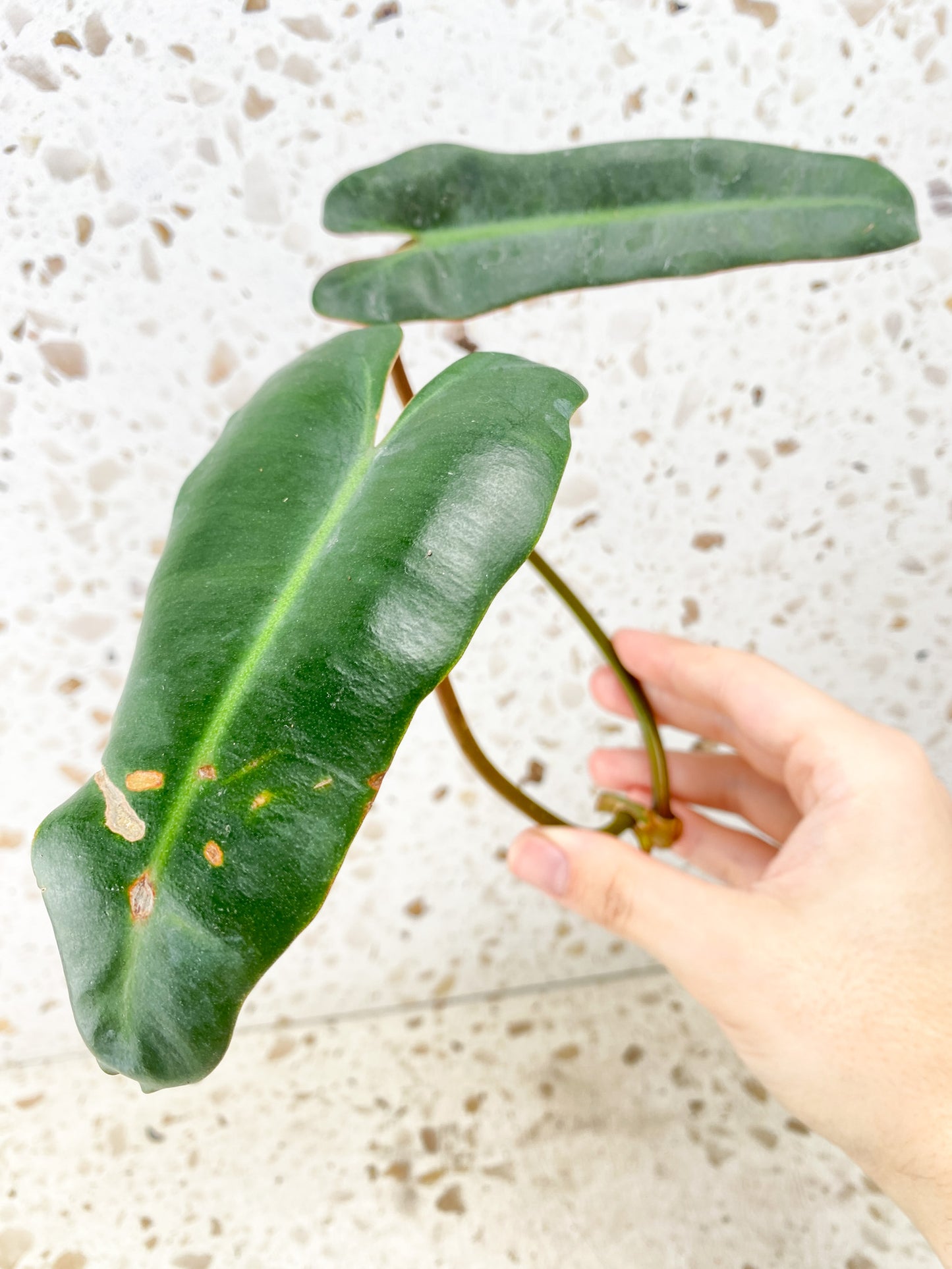 *Philodendron Atabapoense Dark Form 2 leaves (rooting in water)