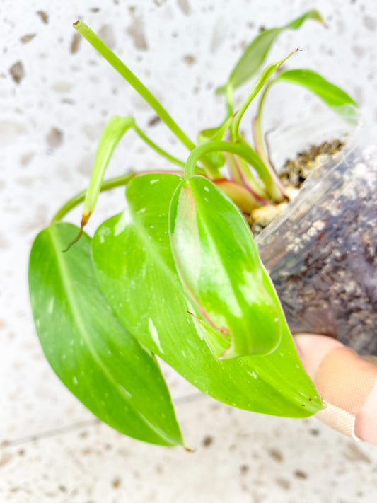 Philodendron White Princess Tricolor multiple leaves