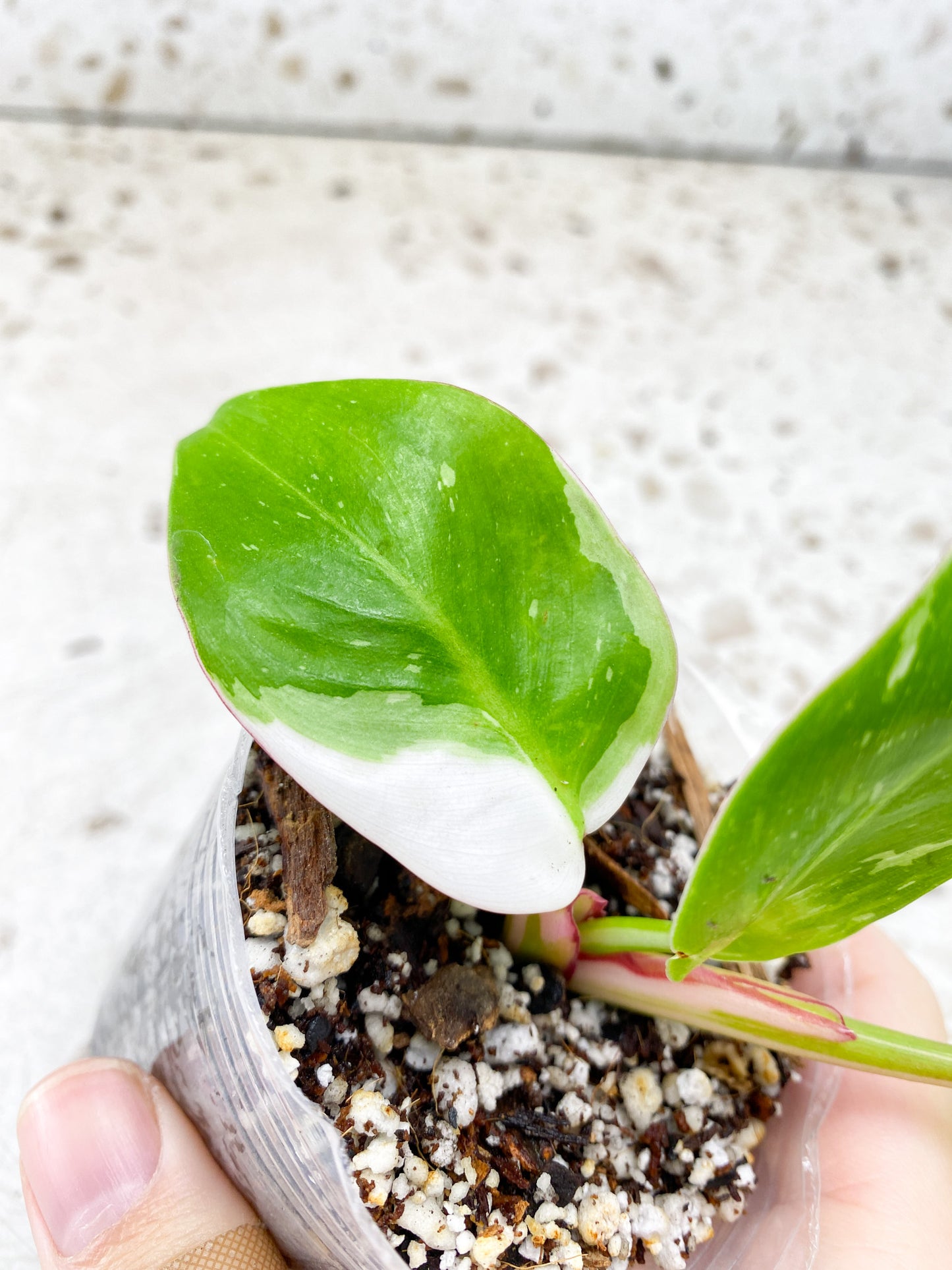 Philodendron White Princess tricolor 3 leaf baby plant