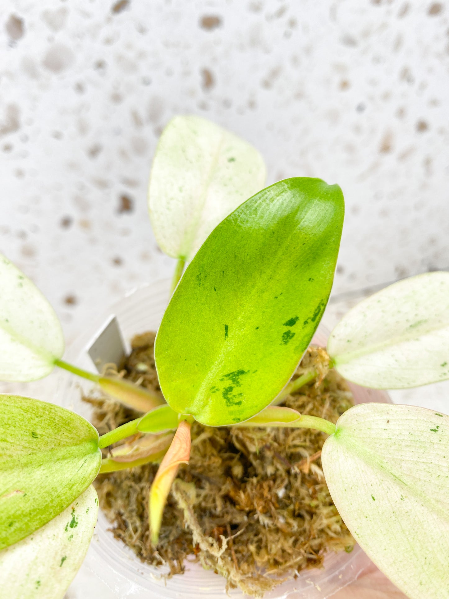 Philodendron Whipple Way A++ Graded 8 leaf baby plant newest leaf is unfurling (rooting)