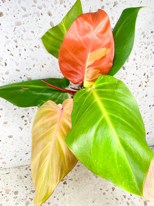 Philodendron Red Moon 6 leaf top cutting
