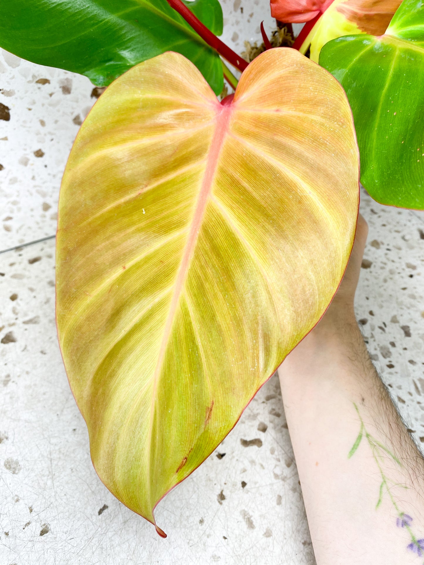 Philodendron Red Moon 6 leaf top cutting