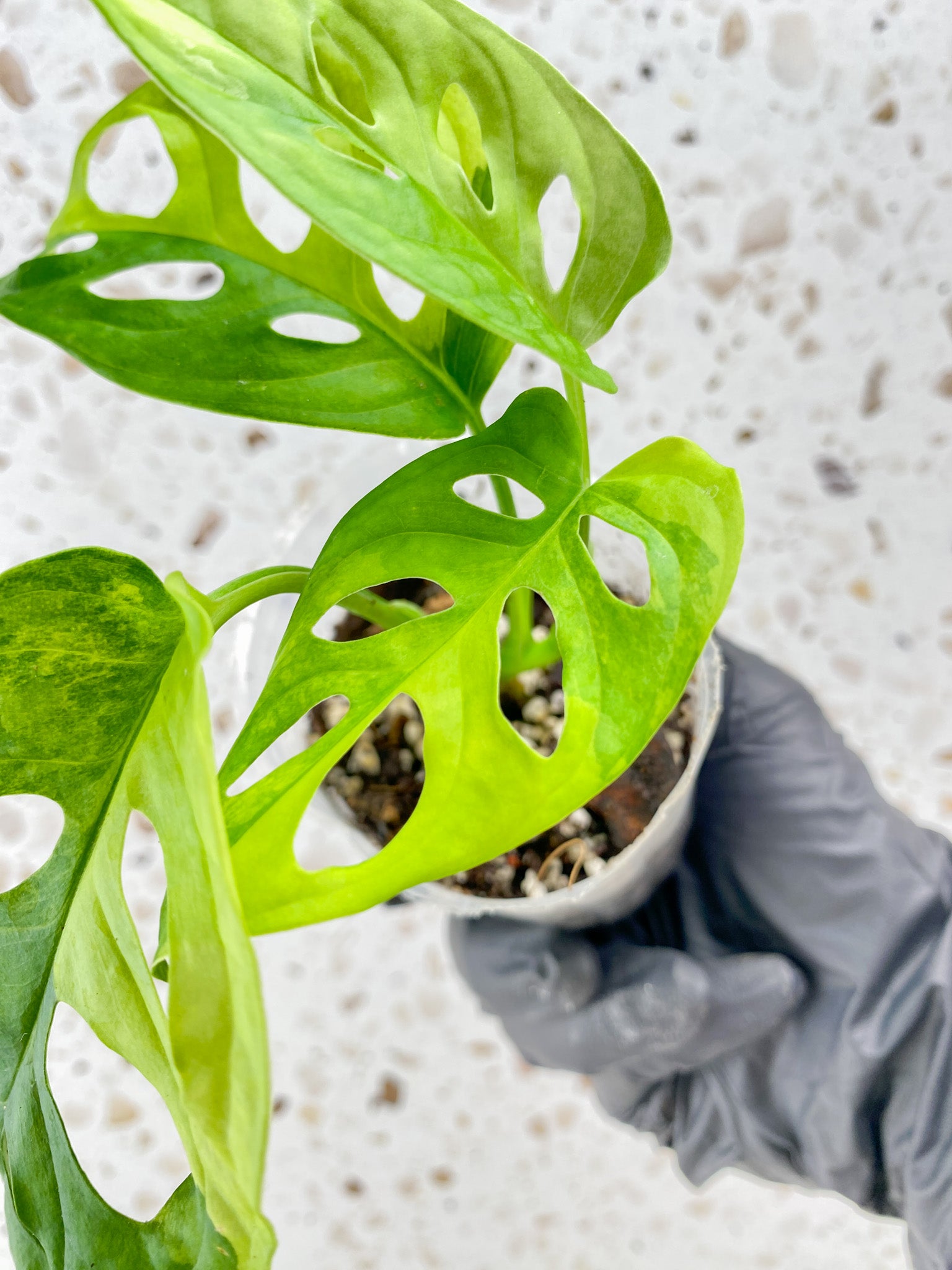 Monstera Adansonii Aurea 4 leaf top cutting
