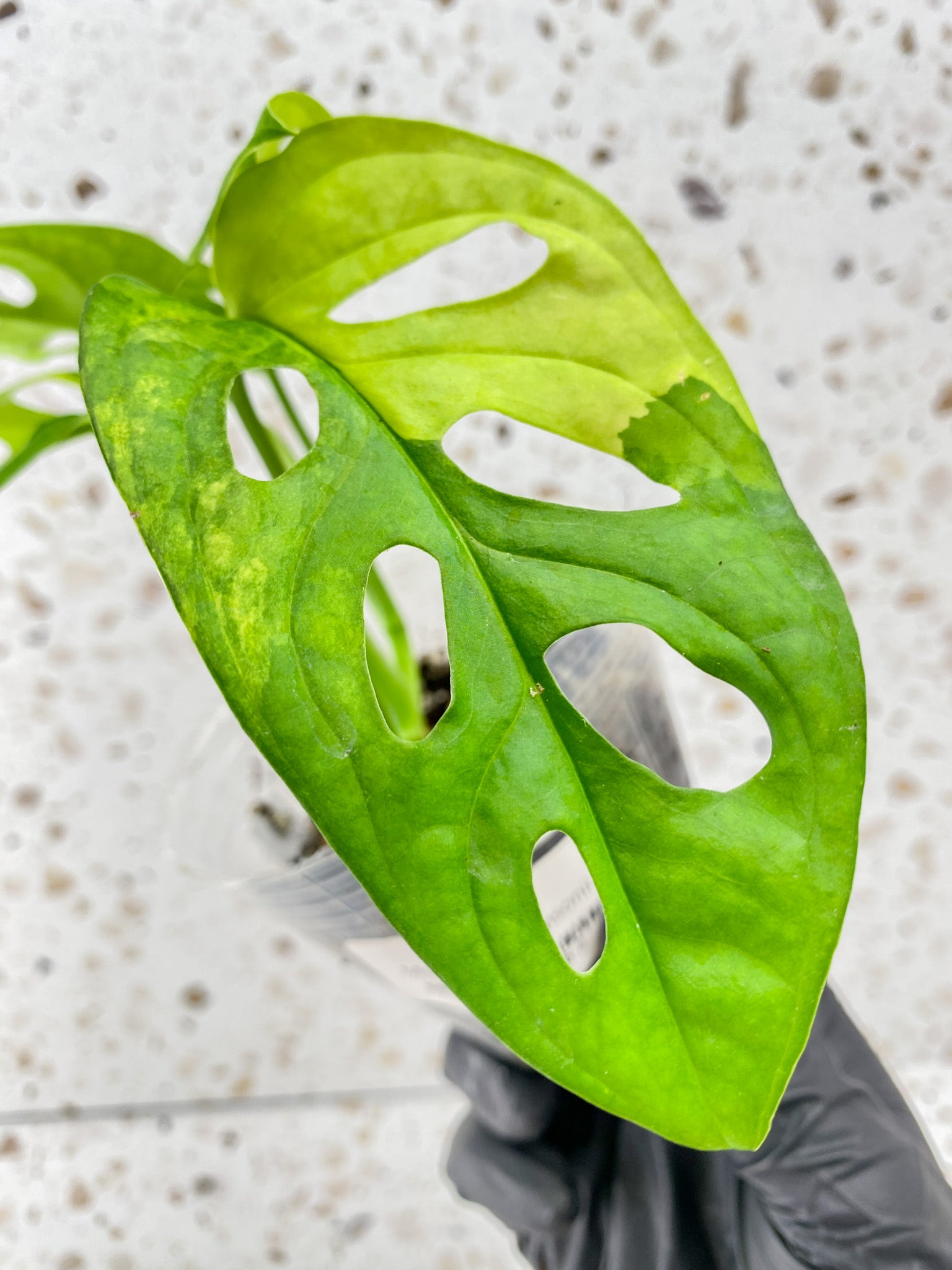Monstera Adansonii Aurea 4 leaf top cutting