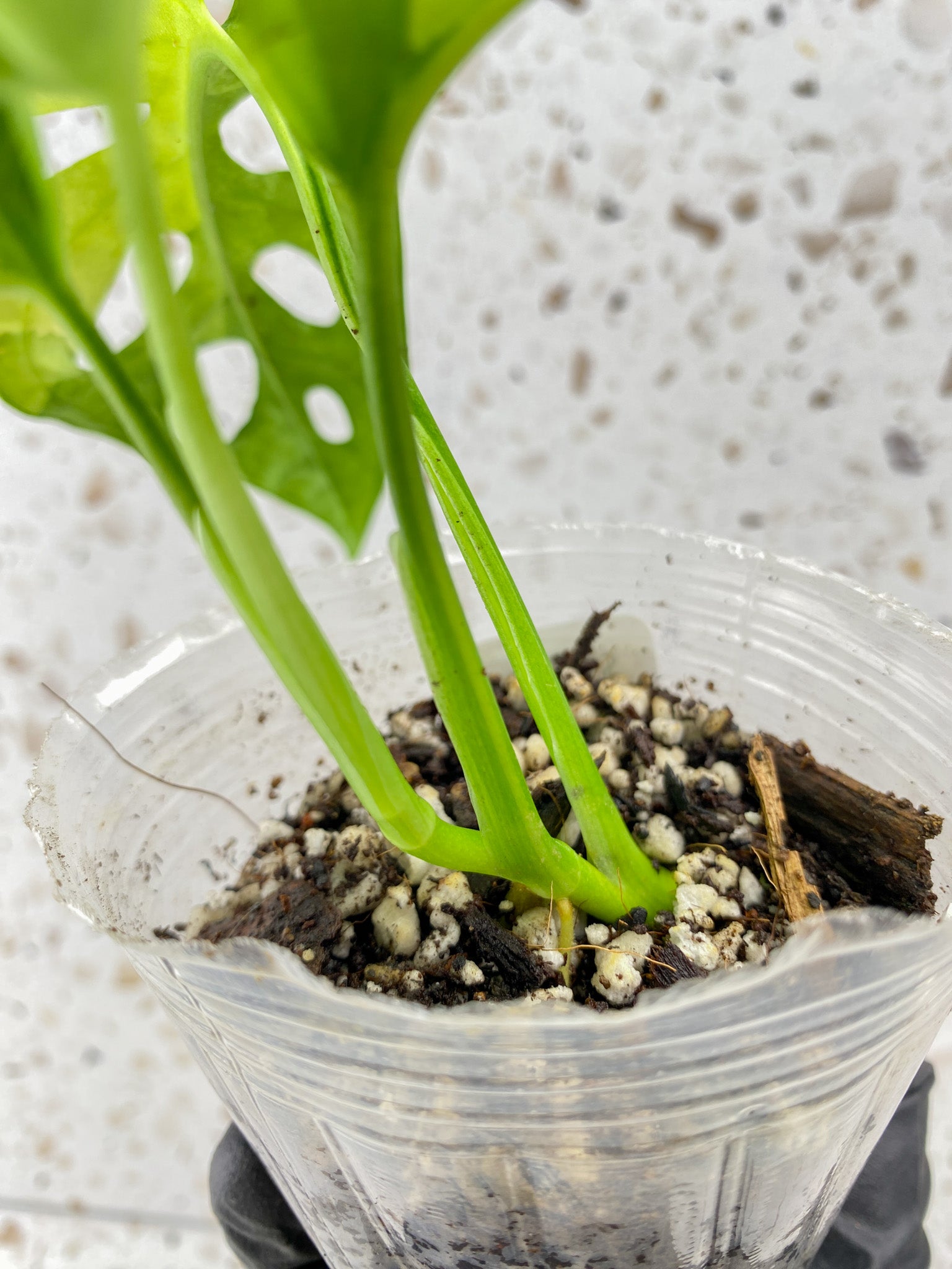 Monstera Adansonii Aurea 4 leaf top cutting