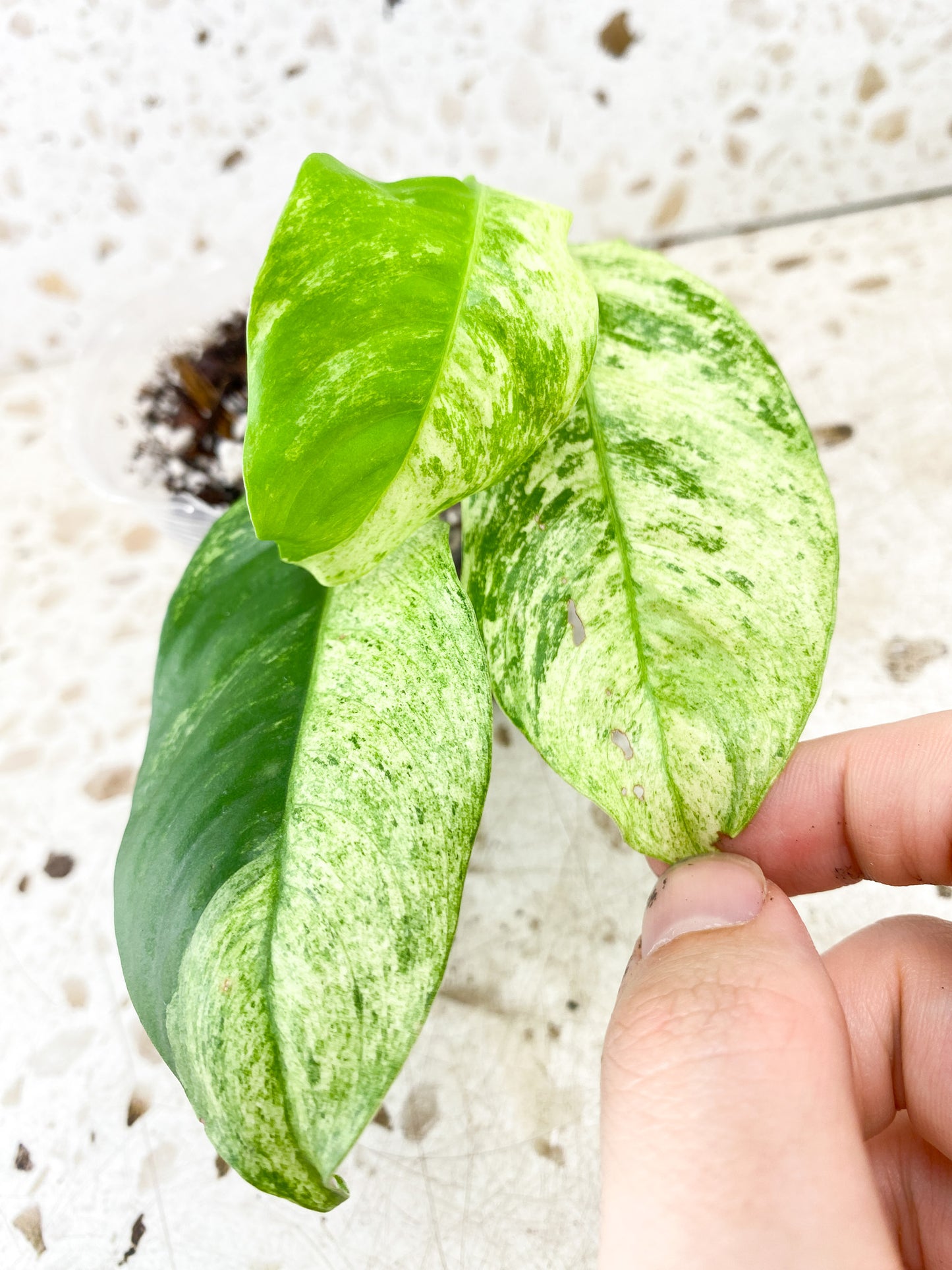 Rhaphidophora Puberula Varigated 3 leaf top cutting (rooting)