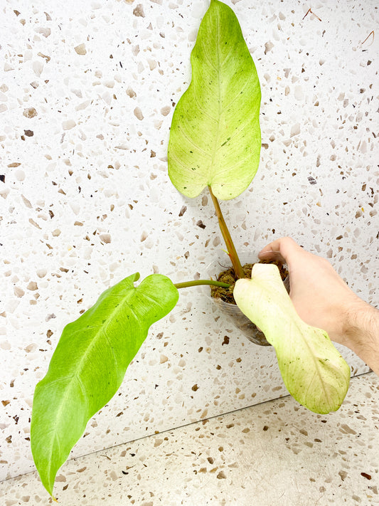 Philodendron Whipple Way A++ Graded 3 leaves 1 shoot top cutting