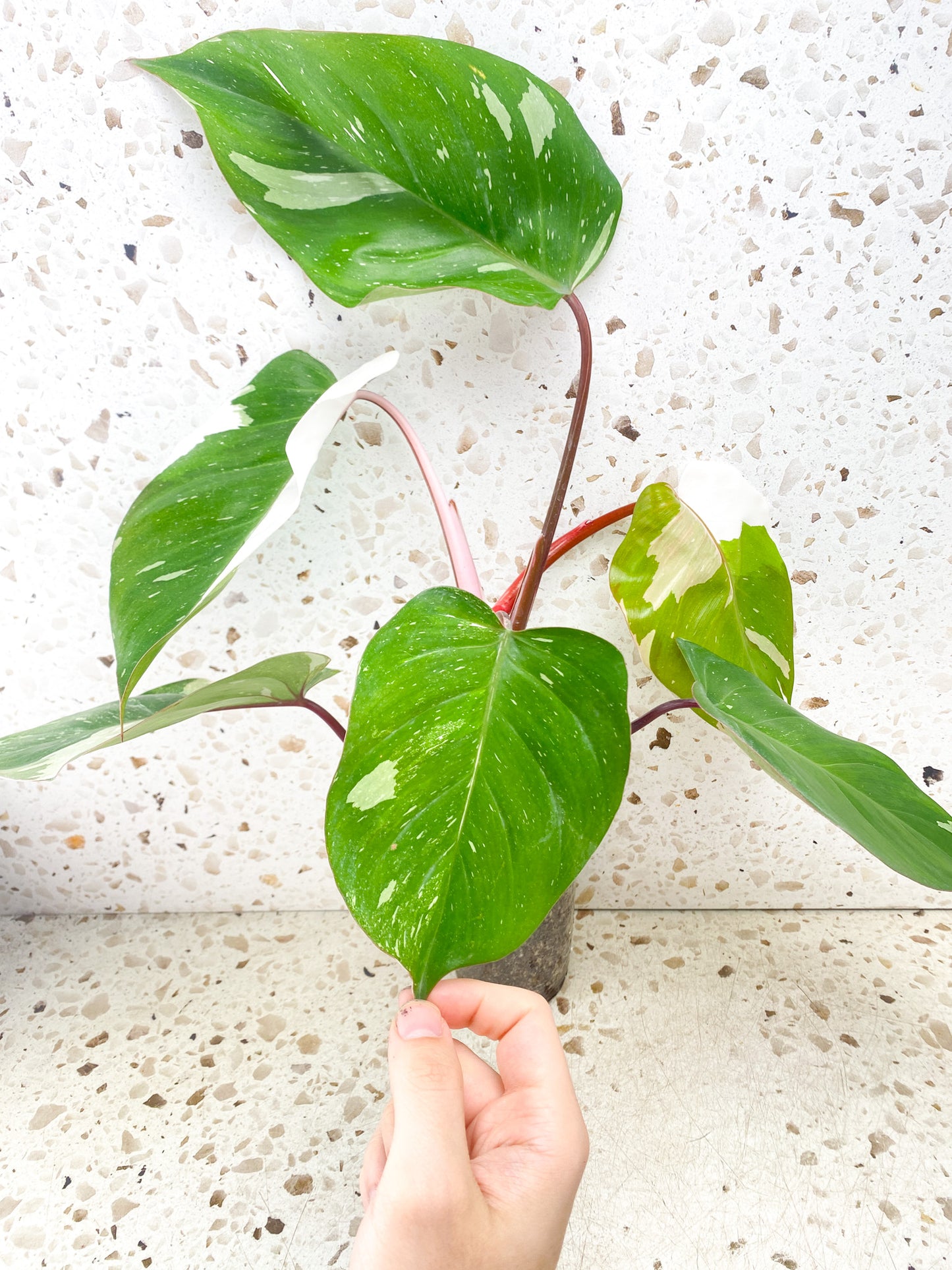 Philodendron Red Anderson 6 big leaves top cutting
