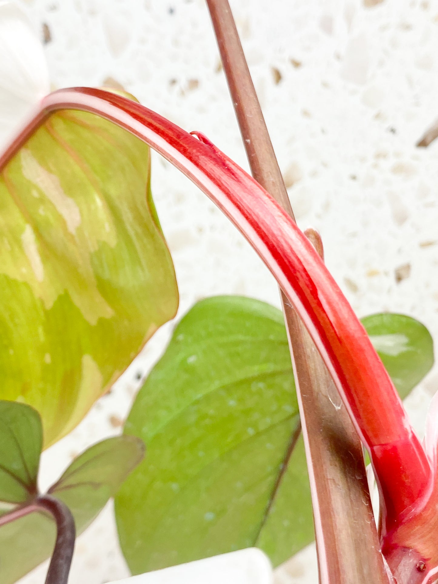 Philodendron Red Anderson 6 big leaves top cutting