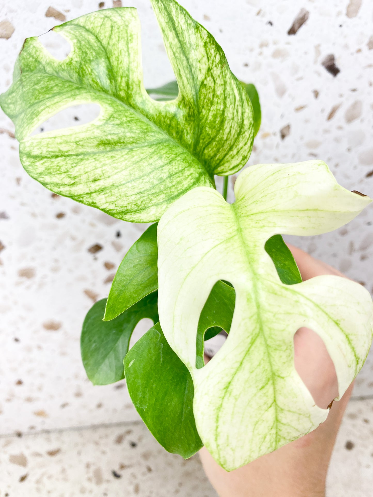 Rhaphidophora Tetrasperma White Monster 5 leaf top cutting