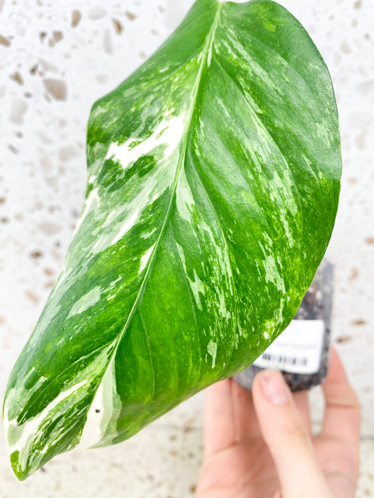 *Monstera Lechleriana 1 leaf (rooting)