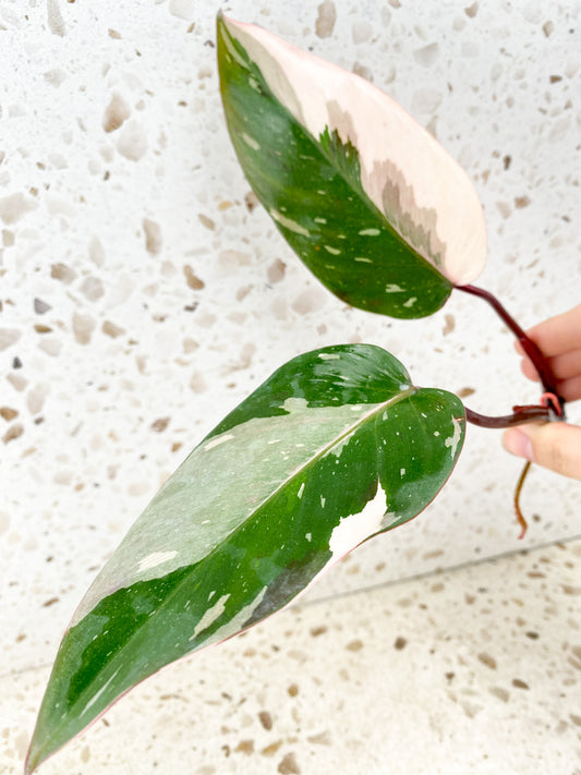 *Philodendron Red Anderson 2 leaves 1 sprout (rooting in water)