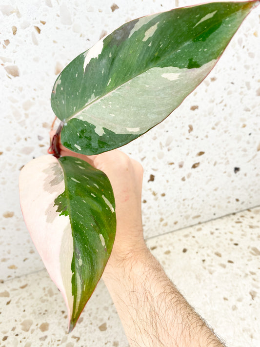 *Philodendron Red Anderson 2 leaves 1 sprout (rooting in water)