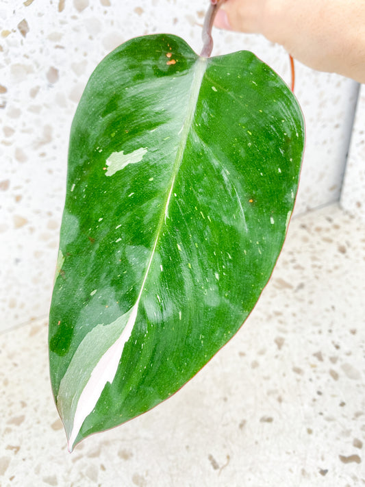 Philodendron Red Anderson 1 leaf with baby leaf about to unfurl (rooting in water)