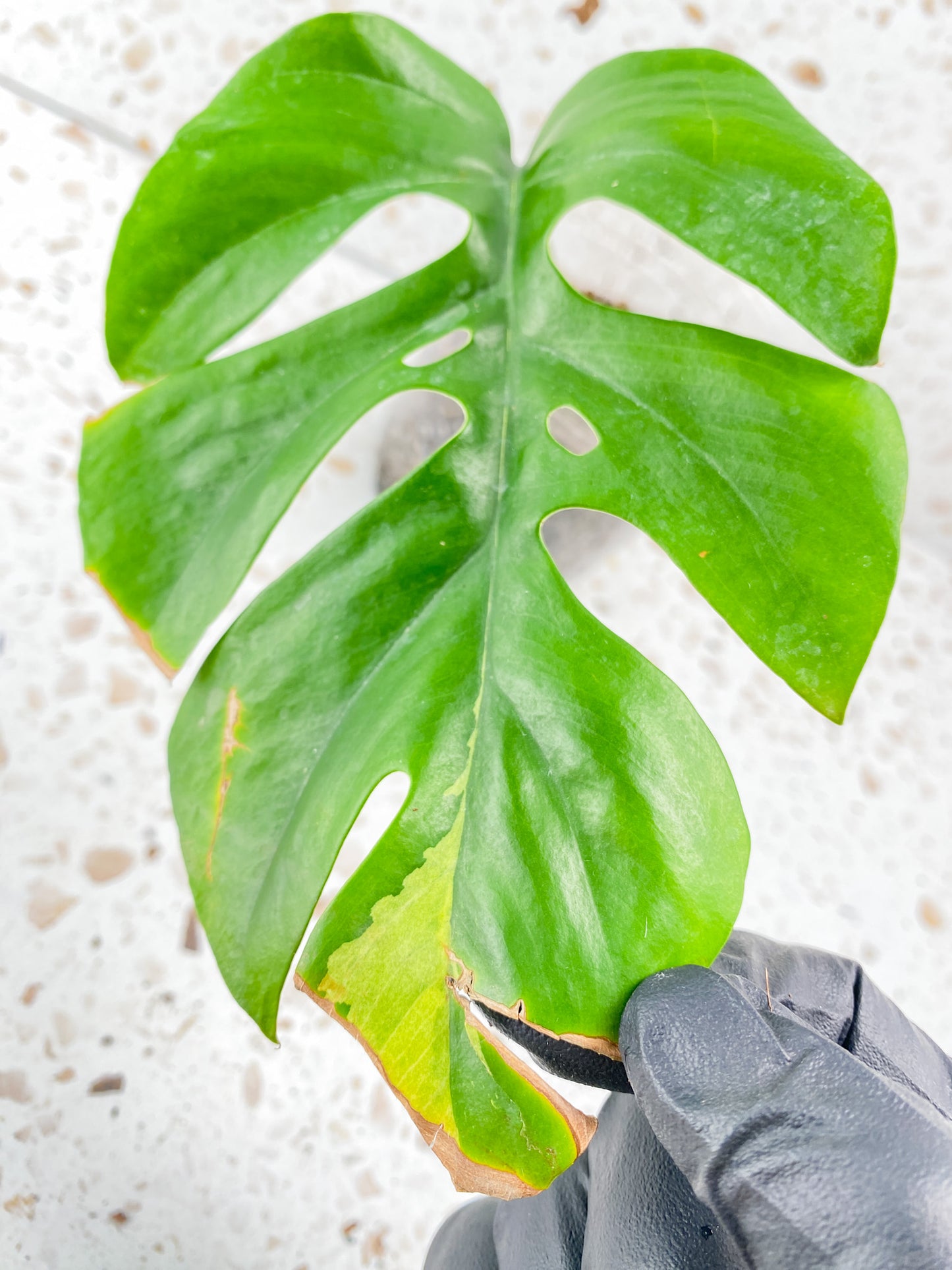 Rhaphidophora Tetrasperma Variegated 1 leaf and sprouting bud