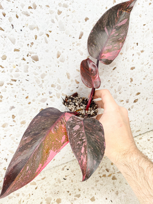 Philodendron Pink Princess Marble King 4 leaf top cutting
