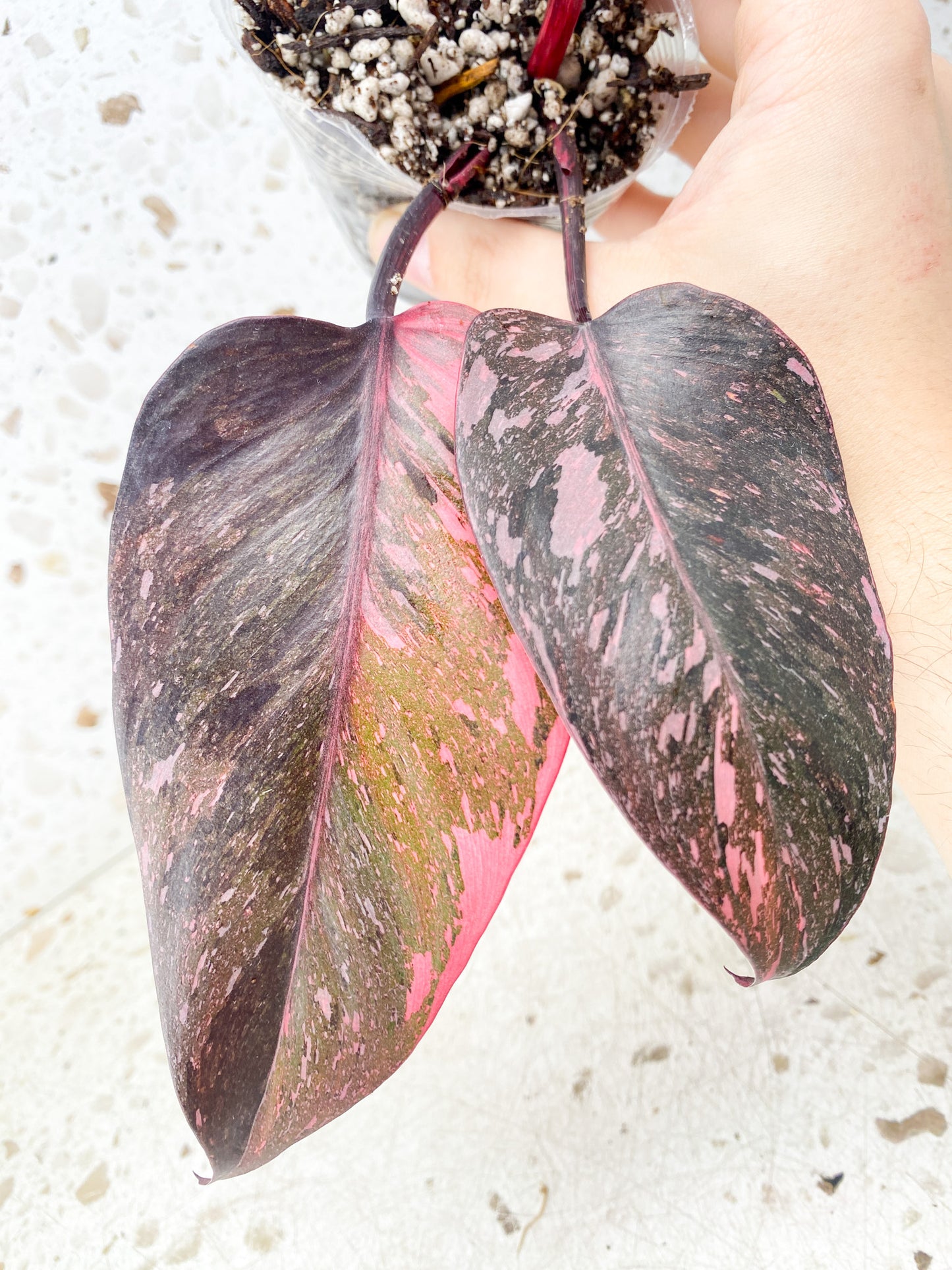 Philodendron Pink Princess Marble King 4 leaf top cutting