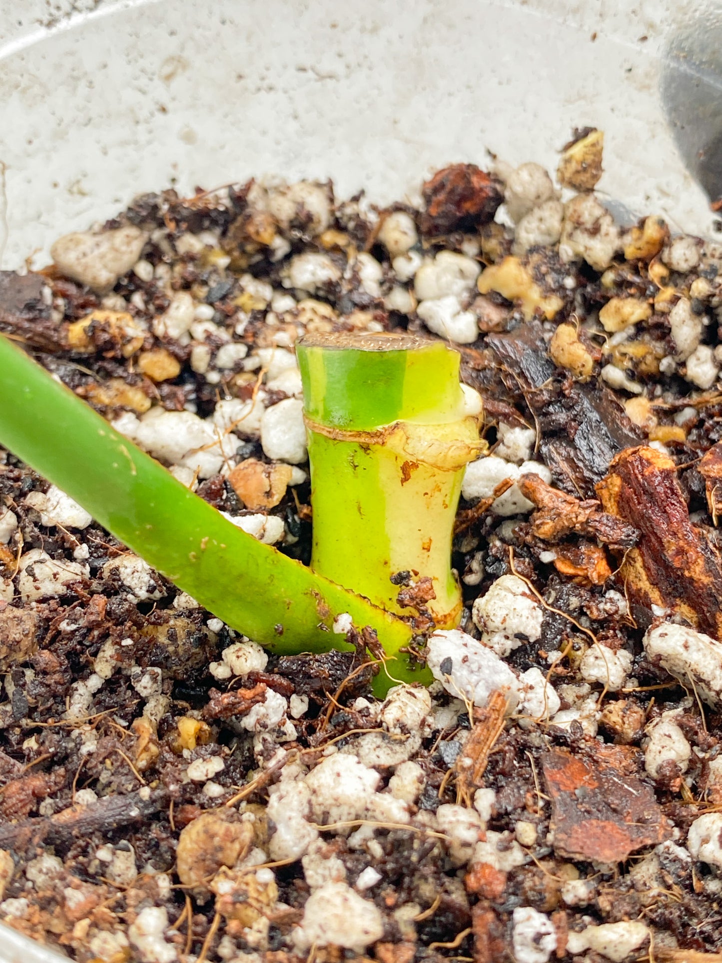 Rhaphidophora Tetrasperma Variegated 1 leaf and sprouting bud