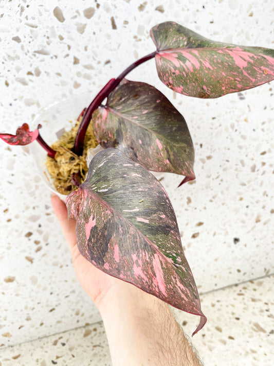 Philodendron Pink Princess Marble King 4 leaf top cutting (rooting)