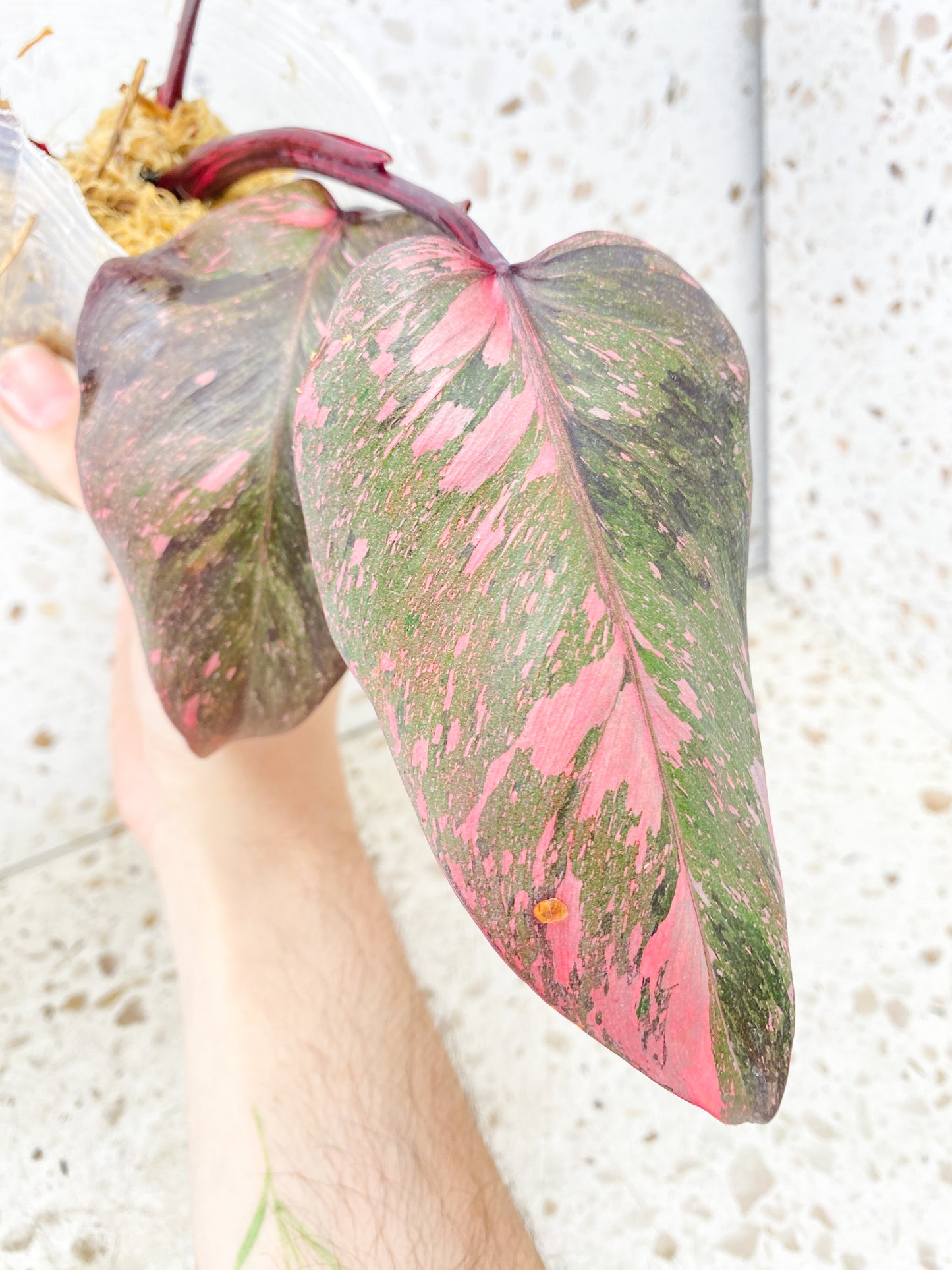 Philodendron Pink Princess Marble King 4 leaf top cutting (rooting)