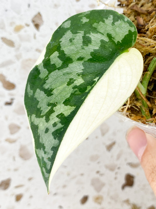 Scindapsus Mayari 1 leaf half moon variegation (rooting)