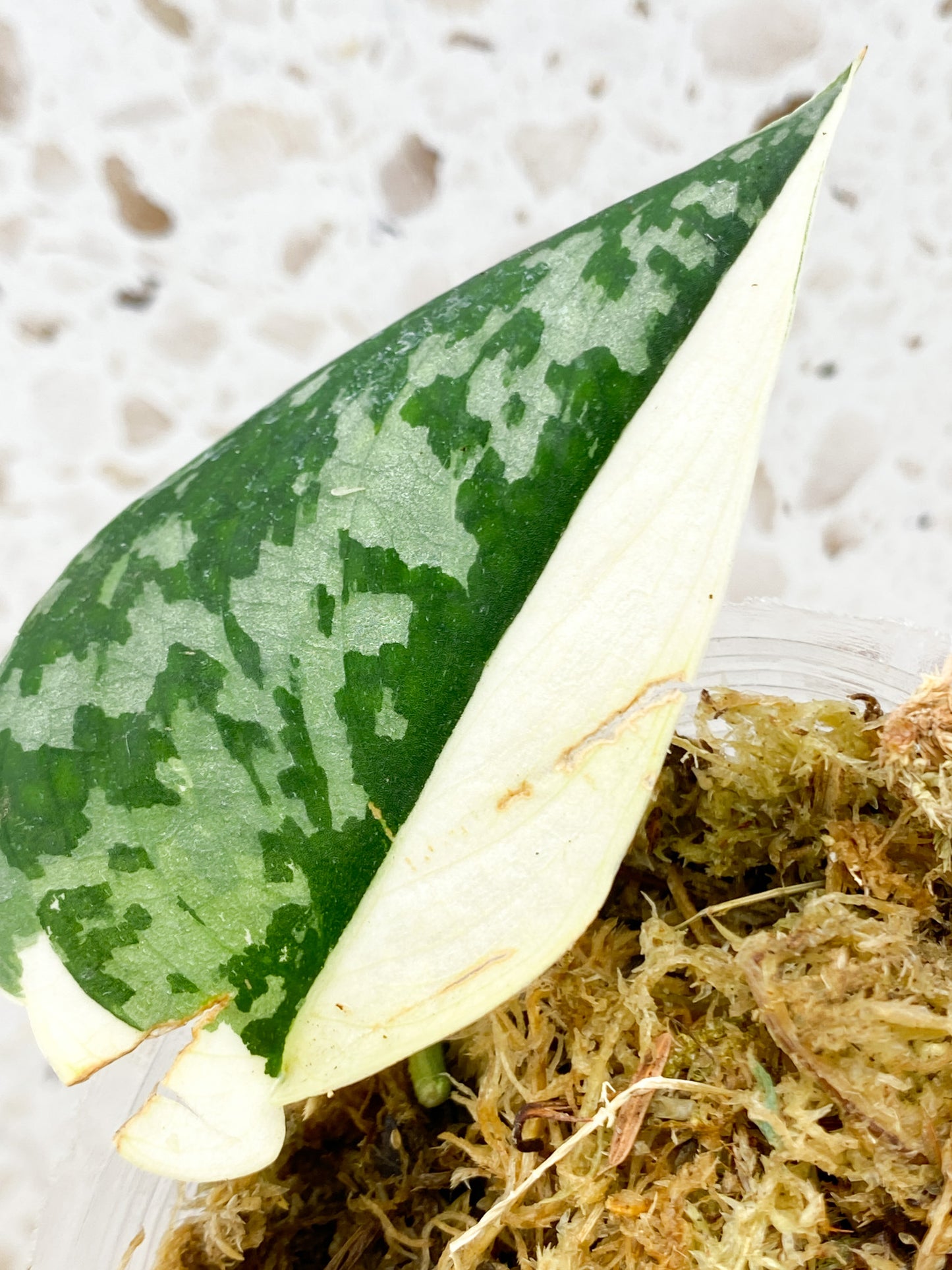 Scindapsus Mayari 1 leaf half moon variegation (slightly rooted)