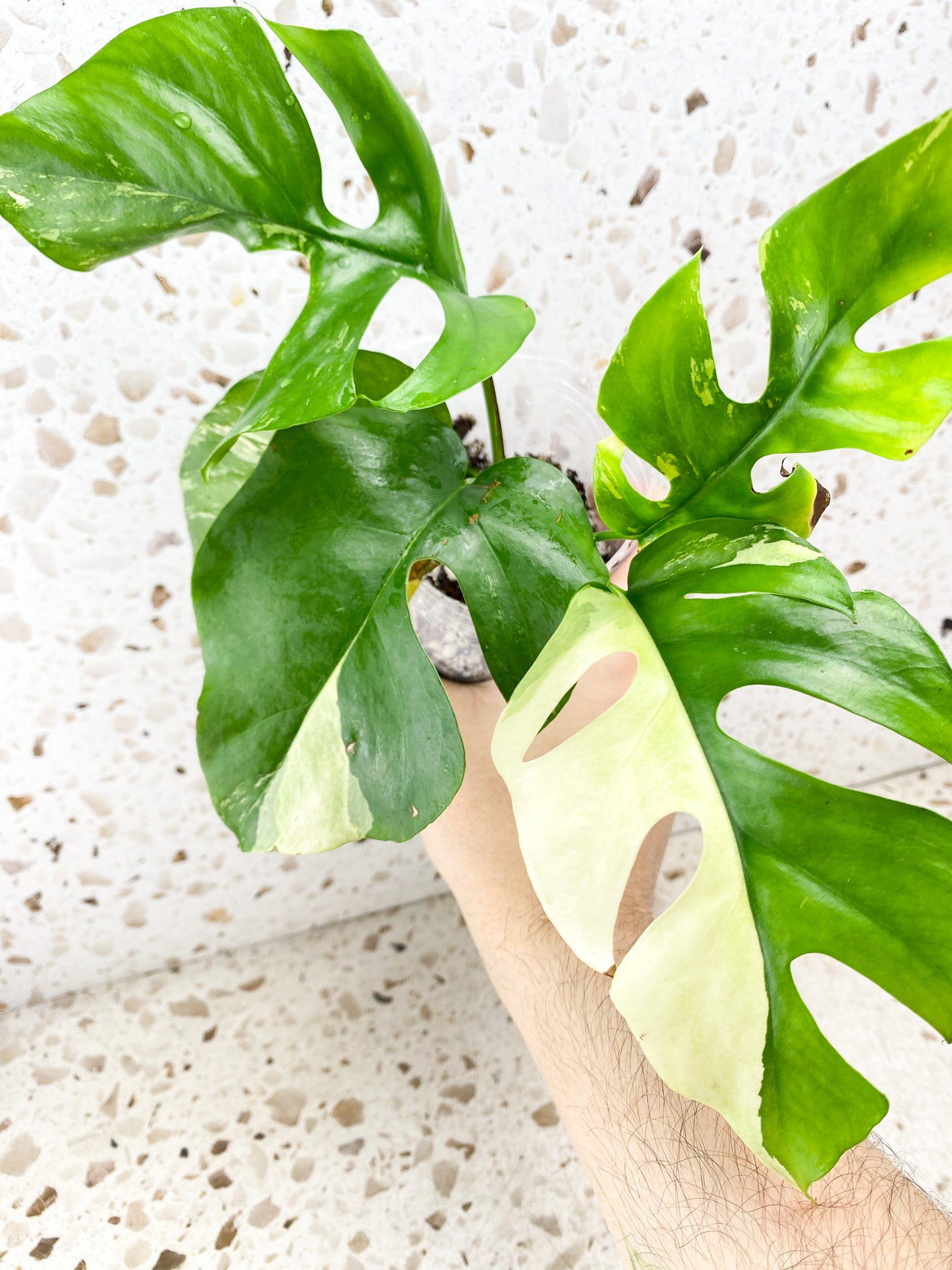 Rhaphidophora Tetrasperma Variegated 5 leaf top cutting