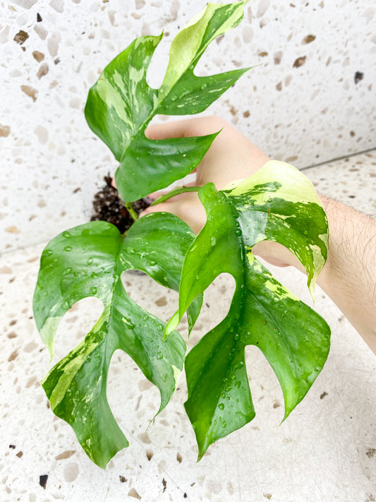 Rhaphidophora Tetrasperma Variegated 3 leaves (rooting)
