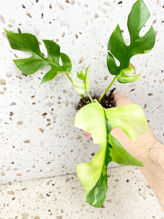 Rhaphidophora Tetrasperma Variegated 4 leaf top cutting (rooted)