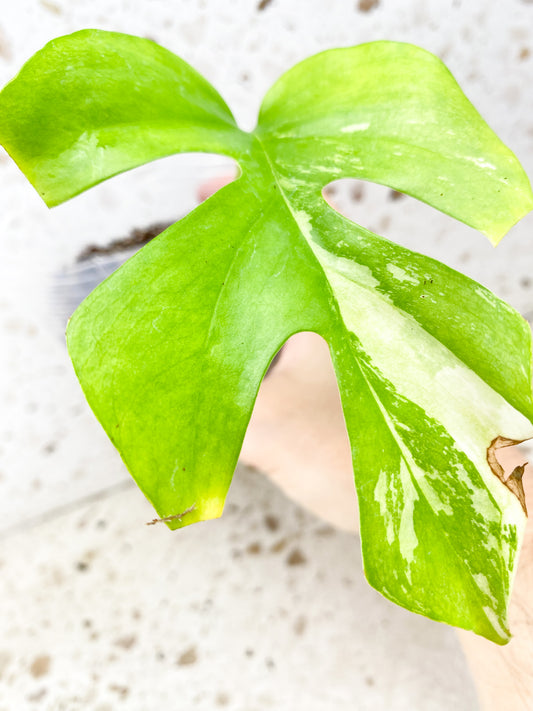 Rhaphidophora Tetrasperma Variegated 1 leaf (rooted)