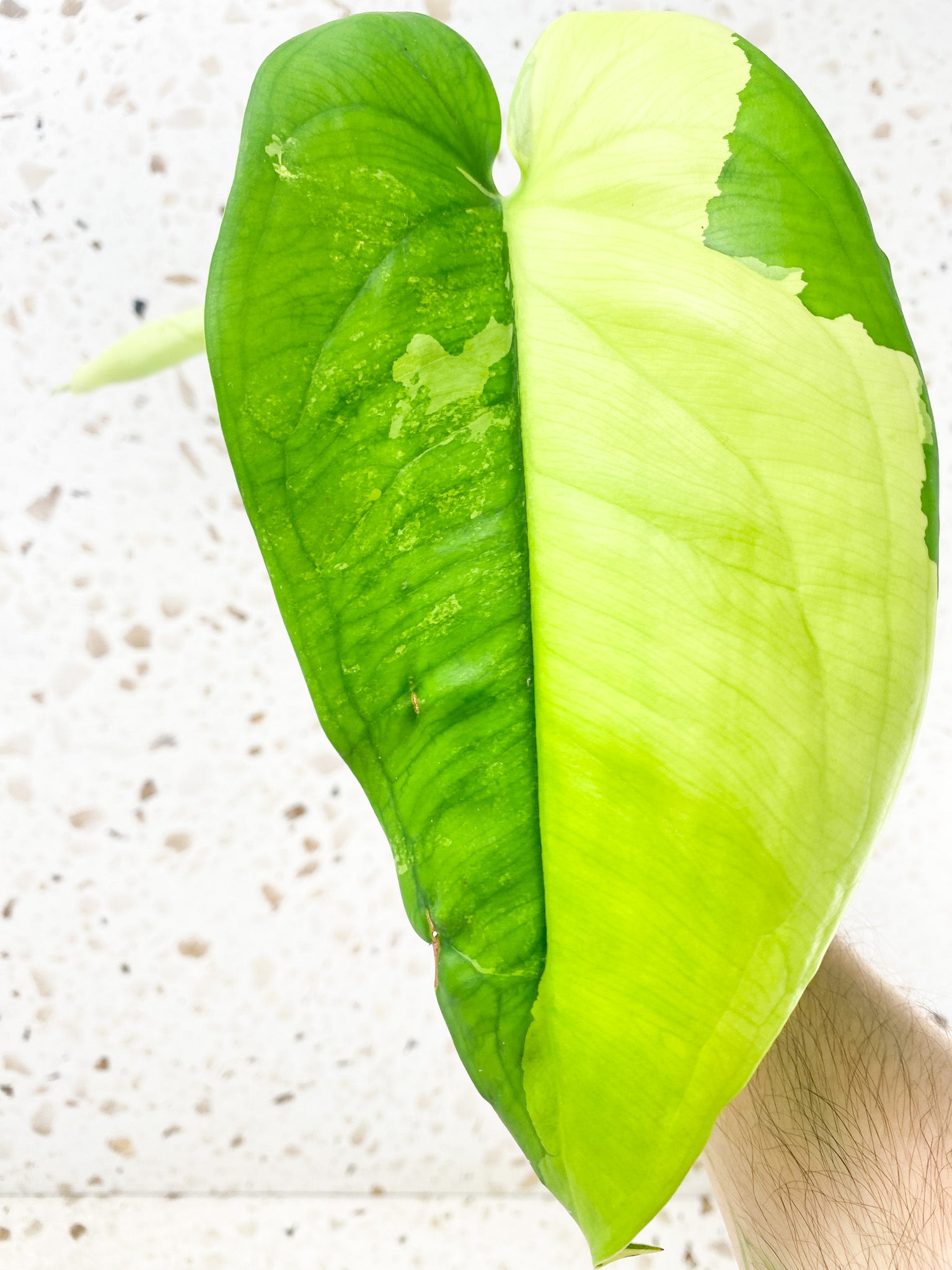 Syngonium Chiapense Variegated 2 leaf top cutting newest leaf is unfurling (rooting)