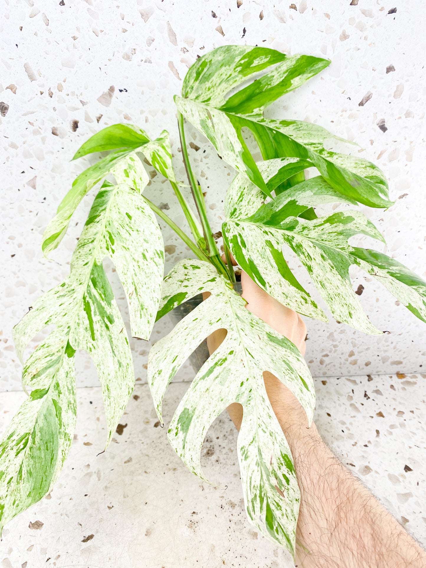 Epipremnum Marble Mature Form 5 leaves 1 shoot top cutting (rooted)