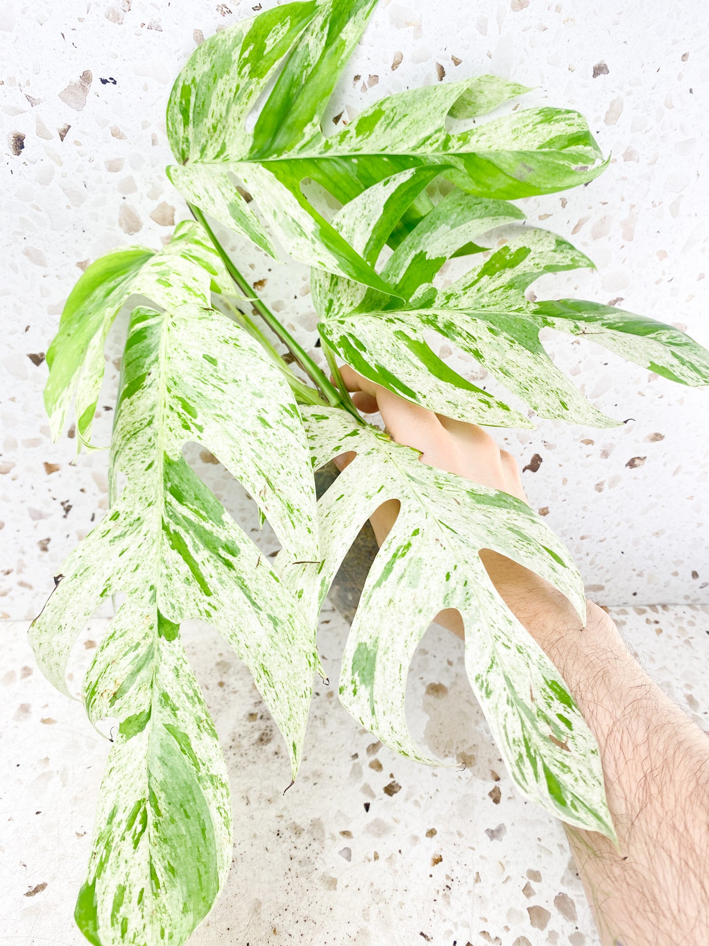 Epipremnum Marble Mature Form 5 leaves 1 shoot top cutting (rooted)