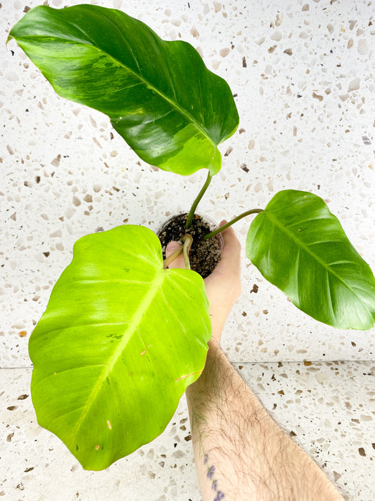 Philodendron Jungle Fever 3 leaves 1 shoot top cutting (slightly rooted)