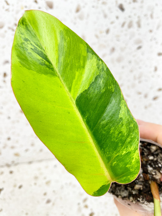 Philodendron Jungle Fever 2 leaves 1 shoot top cutting (rooting)