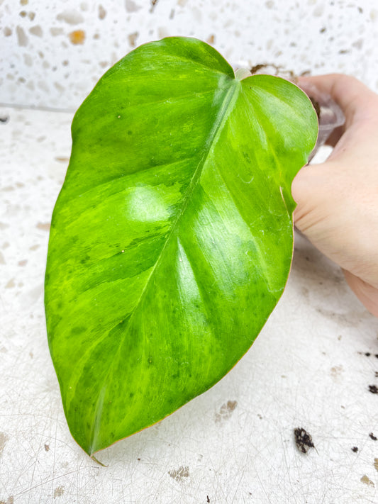 Philodendron Jungle Fever 1 leaf with sprouting node (rooting)