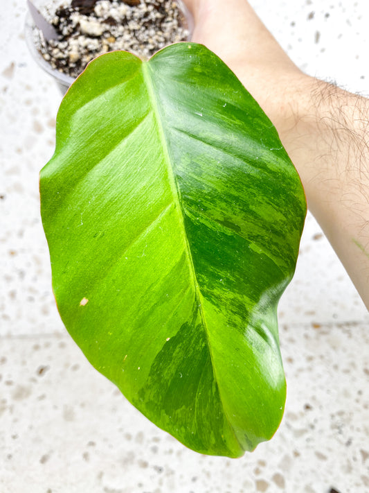 Philodendron Jungle Fever 1 leaf with sprouting node (slightly rooted)