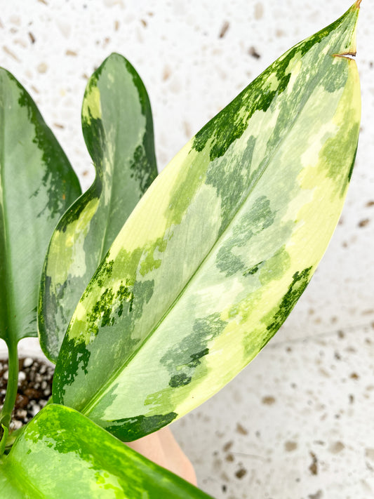 Aglaonema Airport multiple leaves top cutting (rooted)