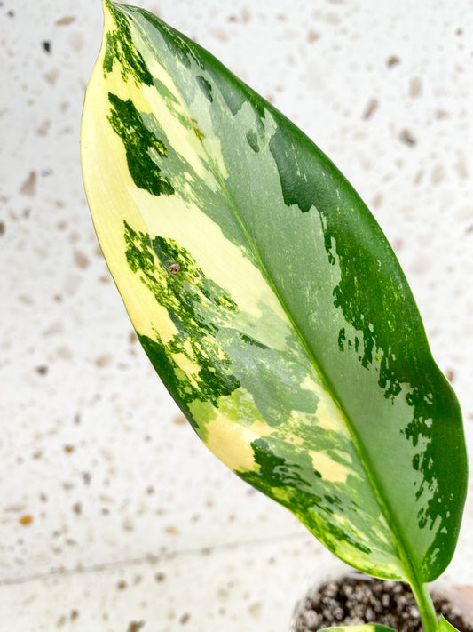 Aglaonema Airport 4 leaf top cutting newest leaf is unfurling (slightly rooted)