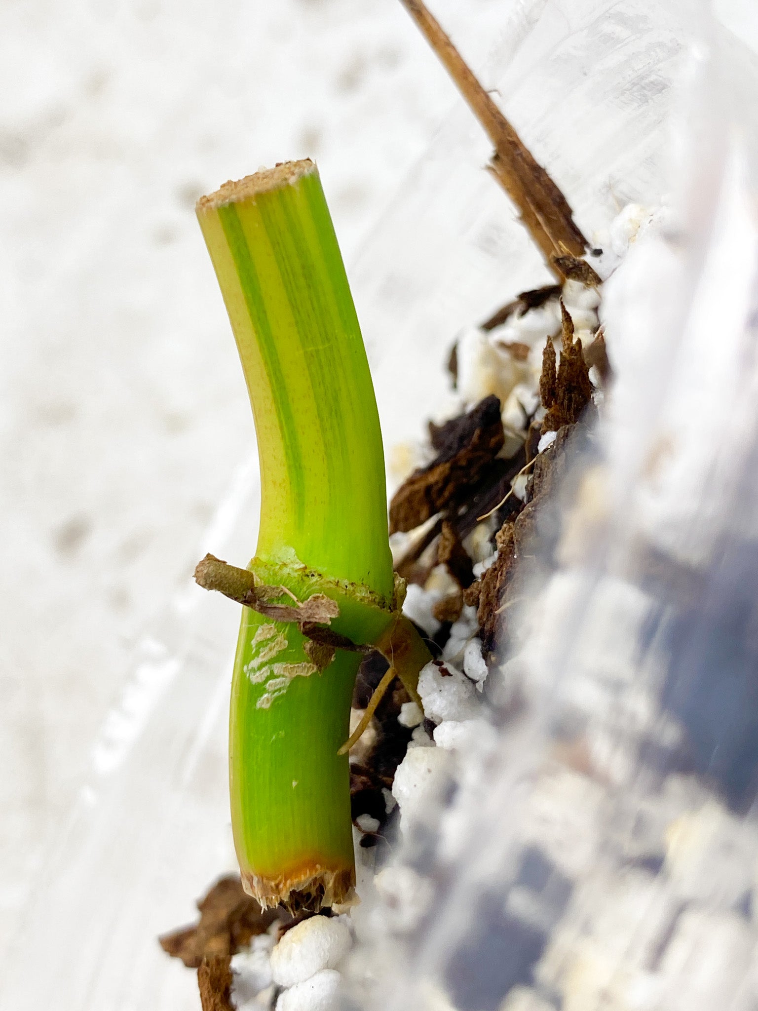 Syngonium Aurea node with sprout (rooting)