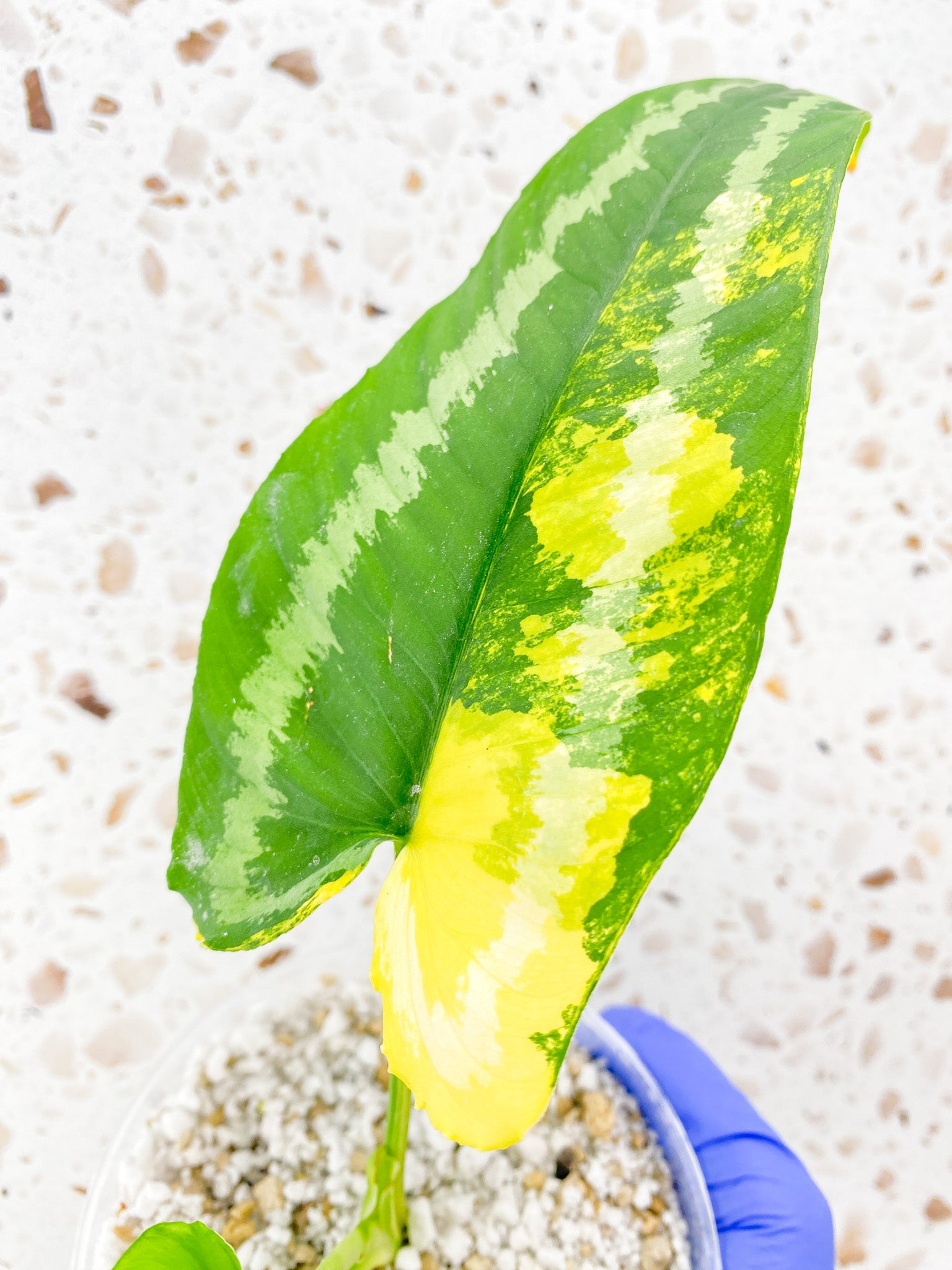 Schismatoglottis Wallichii Variegated 2 leaf top cutting