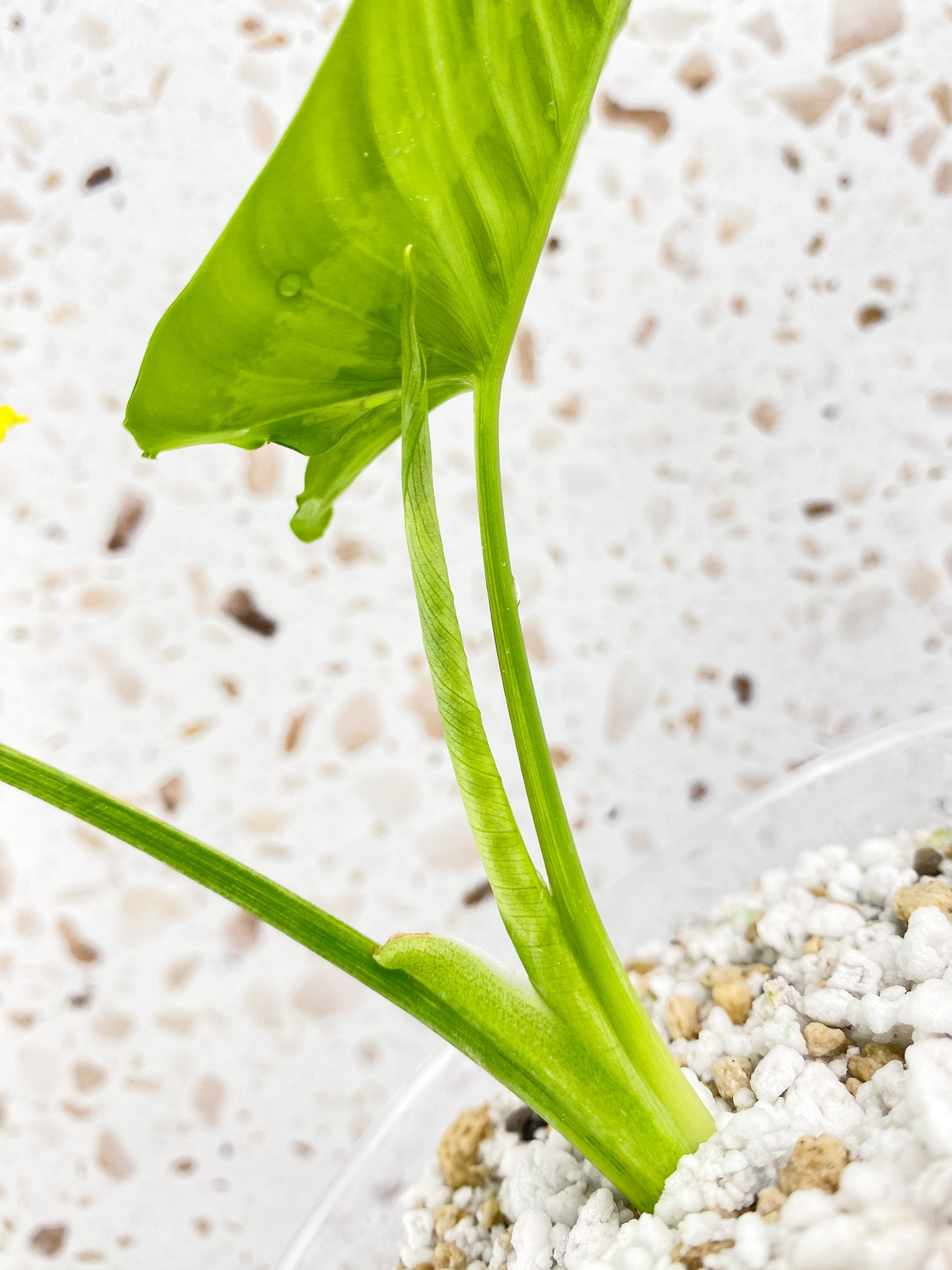 Schismatoglottis Wallichii Variegated 2 leaf top cutting