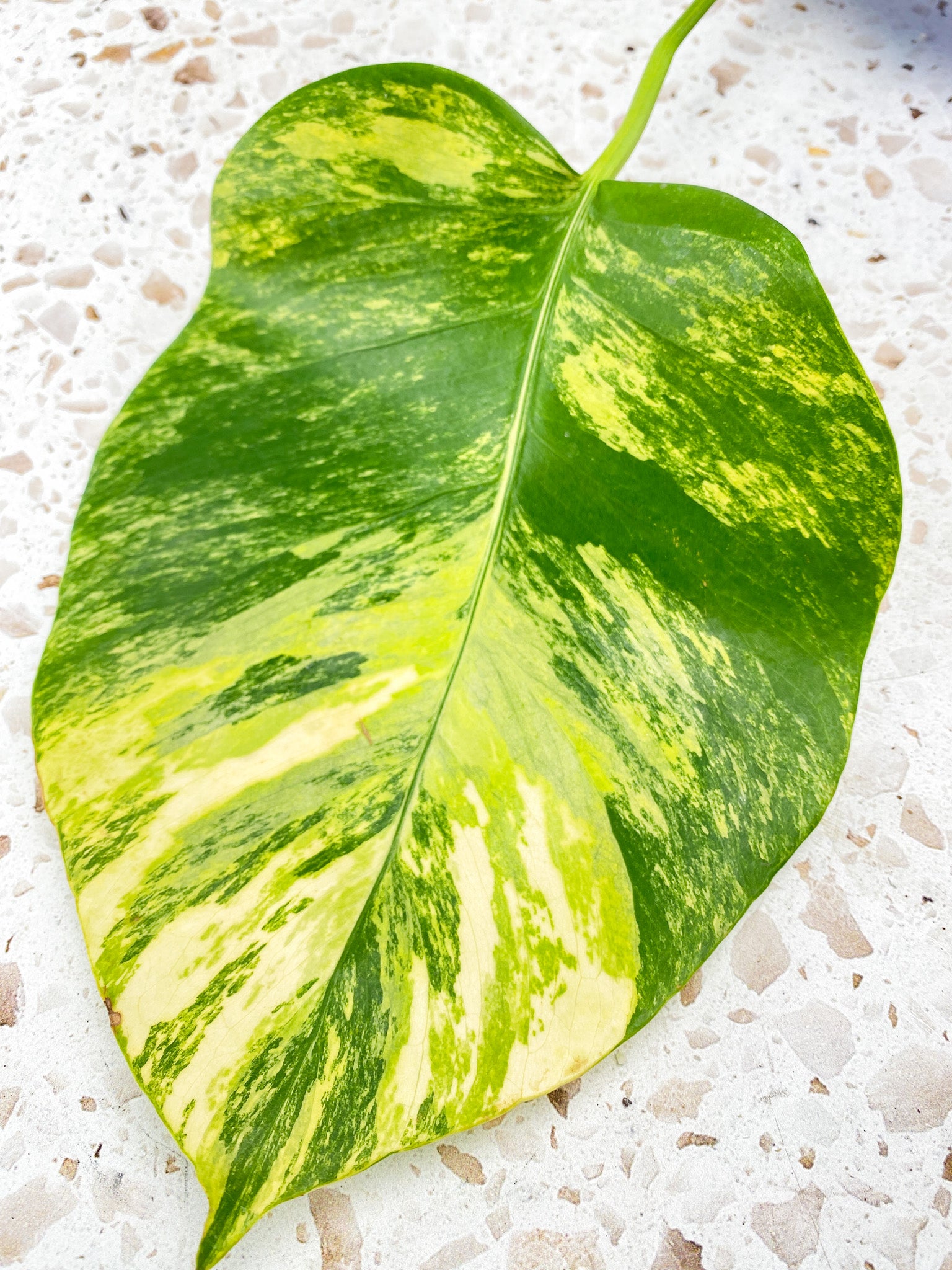 Monstera Aurea Tricolor 1 leaf