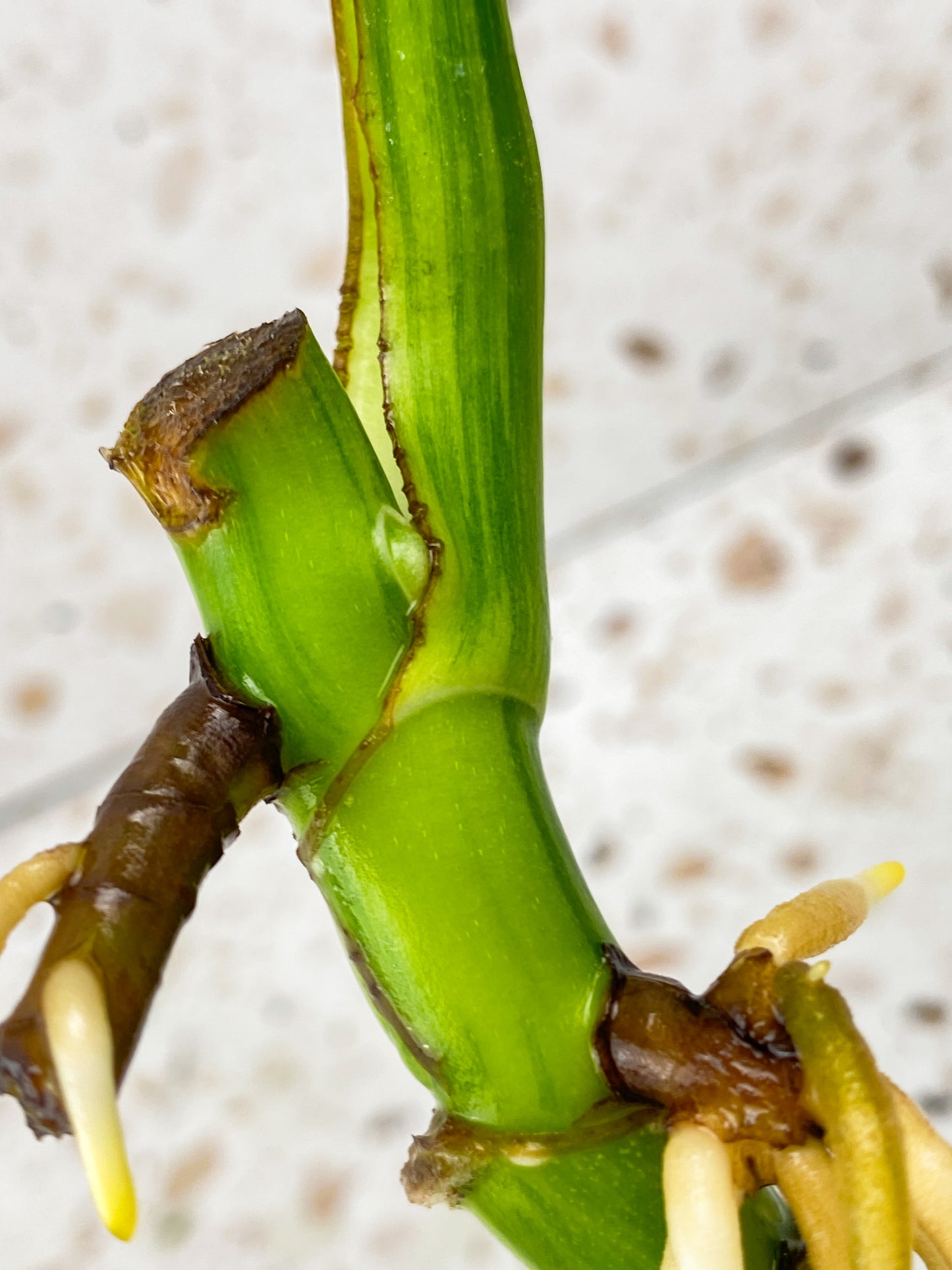 Monstera Aurea Tricolor 1 leaf