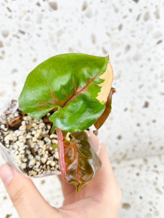 *Syngonium Strawberry Ice 3 leaf baby plant (rooting)