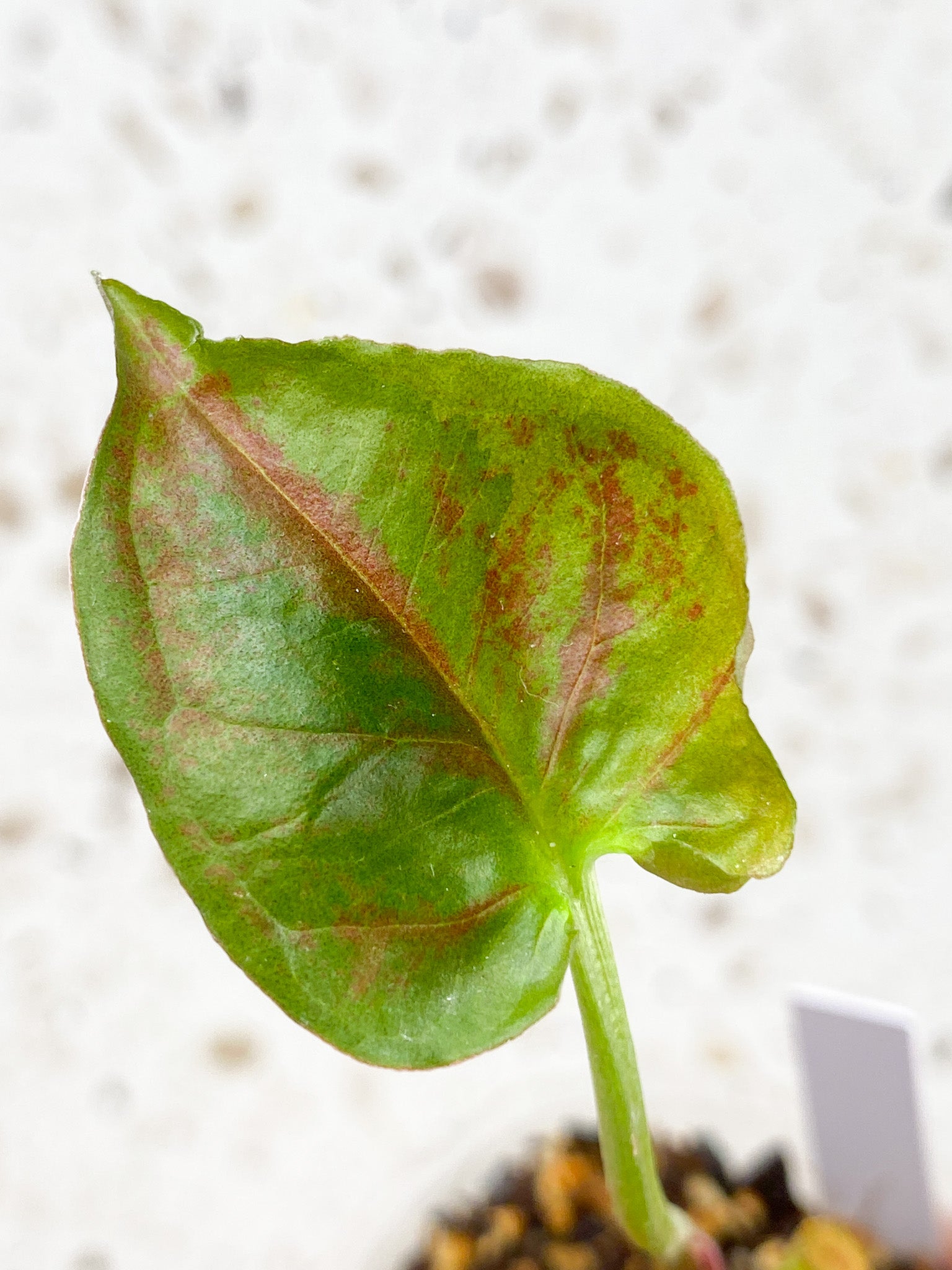 Syngonium Strawberry Ice 2 leaves (rooting)