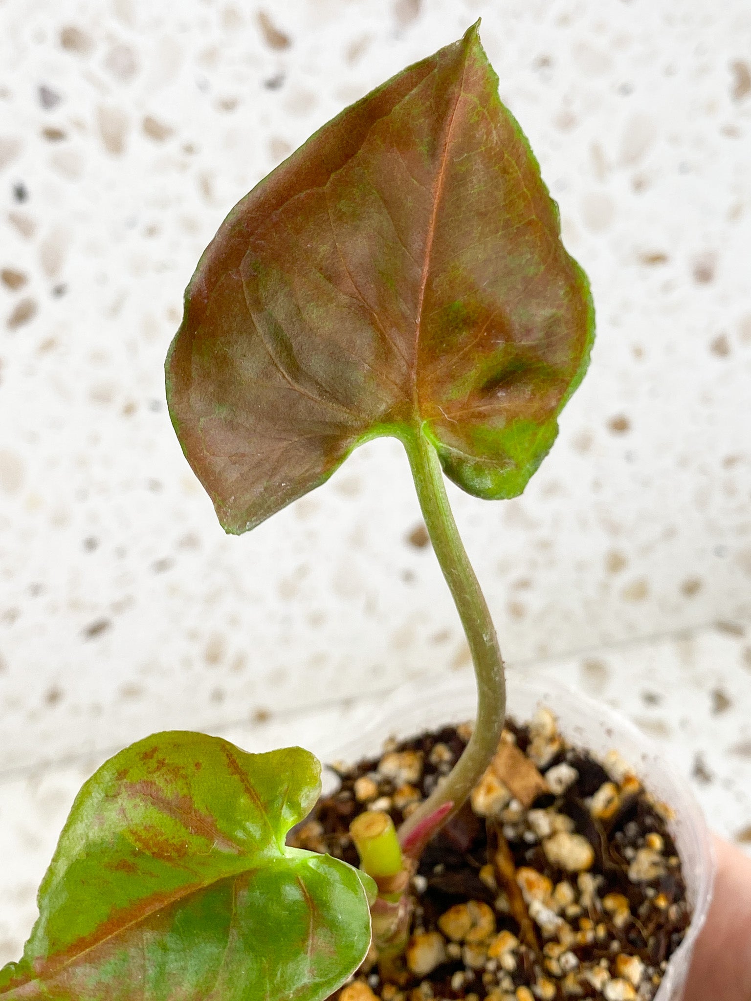 Syngonium Strawberry Ice 2 leaves (rooting)