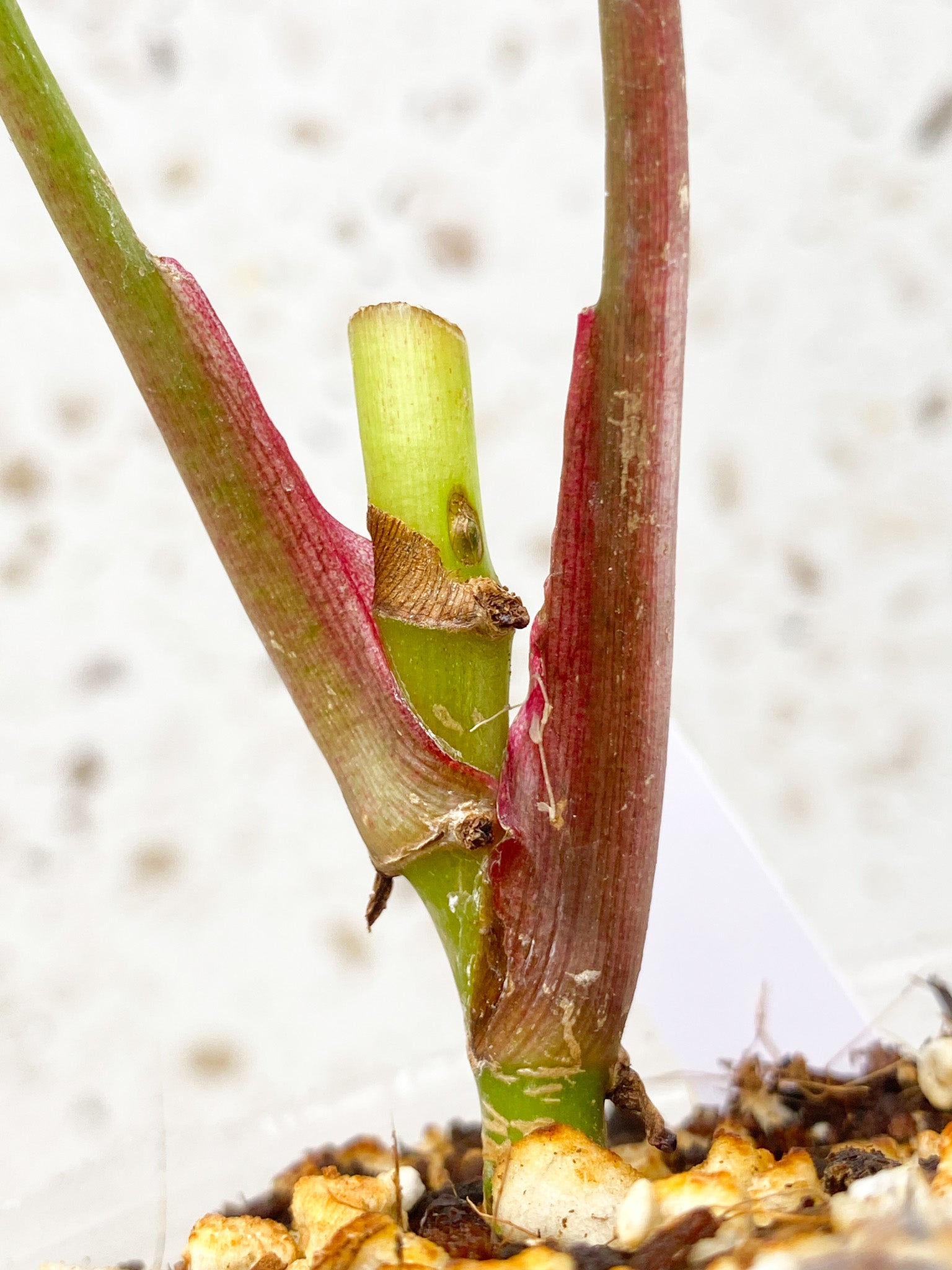 Syngonium Strawberry Ice 2 leaves (rooting)